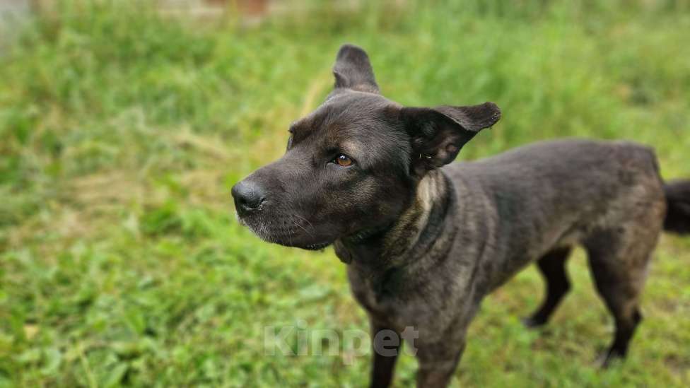 Собаки в Санкт-Петербурге: Собака в ответственные руки Девочка, Бесплатно - фото 3