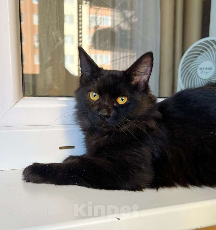 Кошки в Москве: Чудесная пушистая Пушинка, котенок в добрые руки Девочка, Бесплатно - фото 2