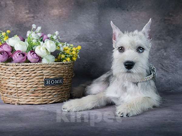 Собаки в Мытищах: Подрощенная девочка Девочка, 55 000 руб. - фото 3