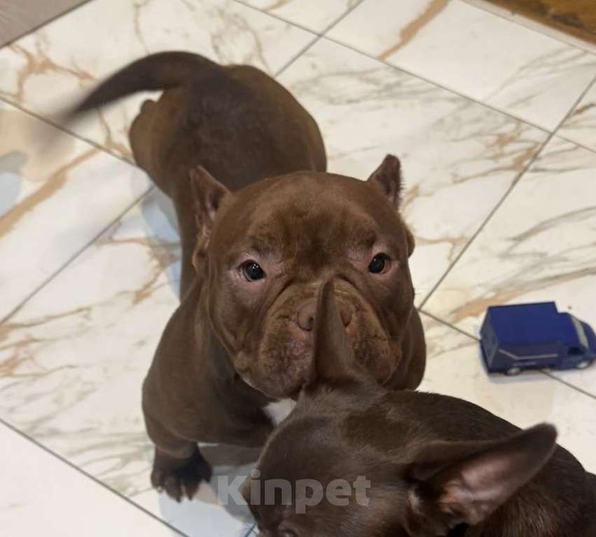 Собаки в Москве: Продам щенка американского булли Девочка, 60 000 руб. - фото 1