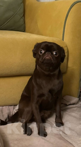 Собаки в Ярославле: Потерялся Девочка, 20 000 руб. - фото 3