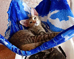 Кошки в Волгограде: Ориентальные котята Мальчик, 50 000 руб. - фото 8
