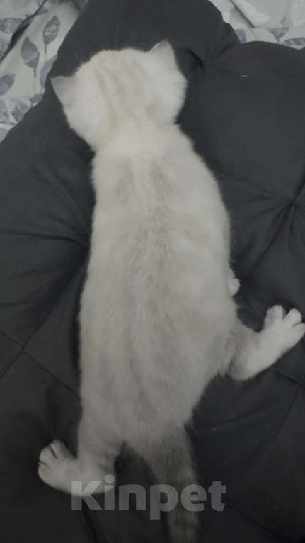 Кошки в Златоусте: Шотландский прямоухий Мальчик, 7 000 руб. - фото 3