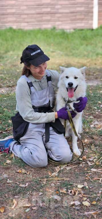 Собаки в других городах Московской области: Собака ждет дружную семью Мальчик, Бесплатно - фото 6
