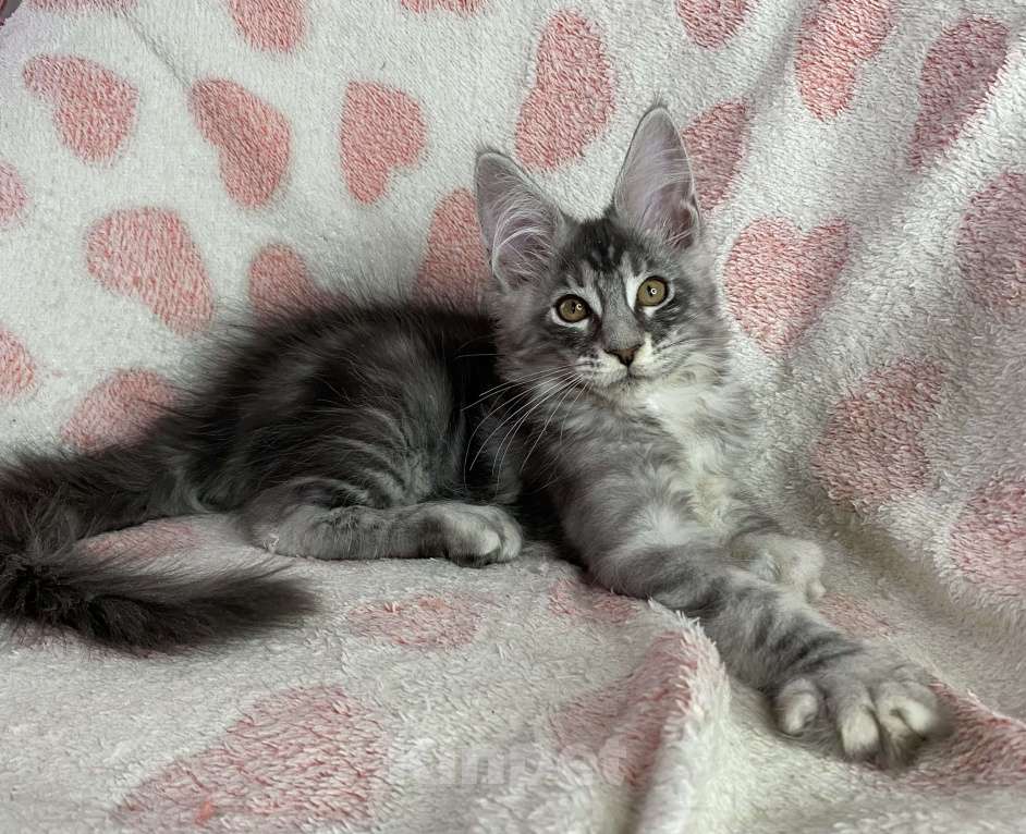 Кошки в Дмитрове: Черная серебристая мраморная девочка мейн кун Zlata Девочка, 30 000 руб. - фото 6