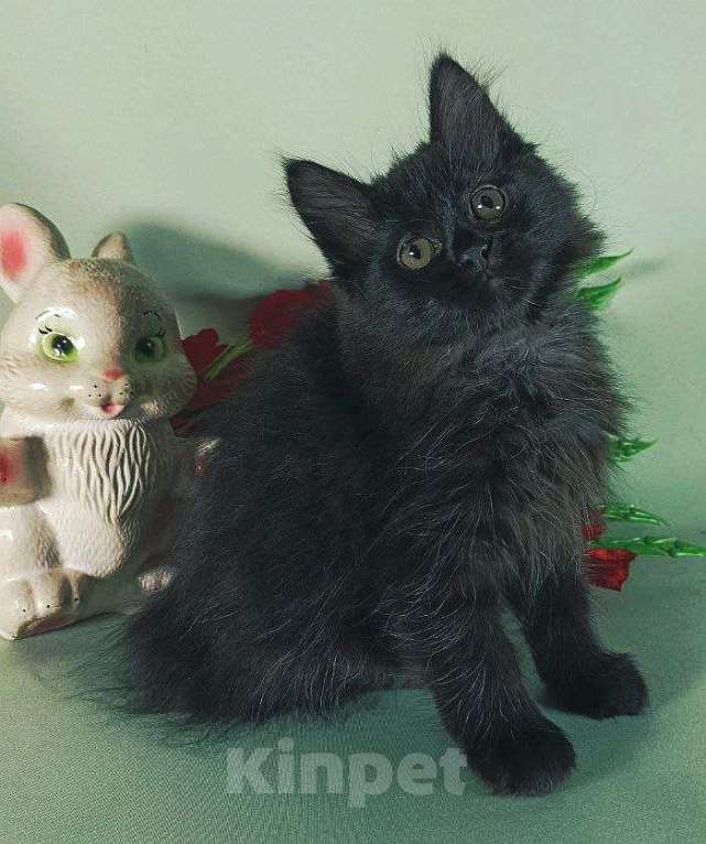 Кошки в Москве: Жгучая брюнетка кошечка курильский бобтейл Девочка, 50 000 руб. - фото 3