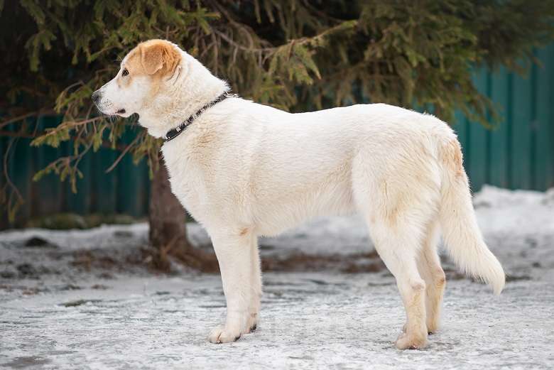 Собаки в Москве: Альба Девочка, Бесплатно - фото 4