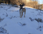 Собаки в Волгограде: Метис стаффорширского терьера Девочка, 1 руб. - фото 5