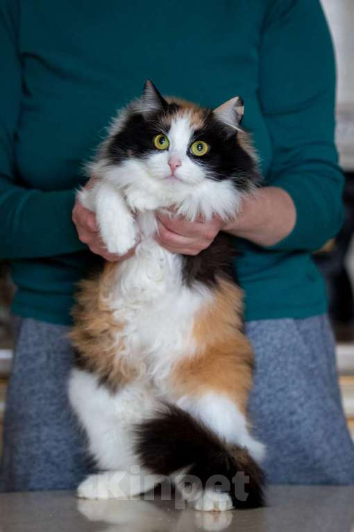 Кошки в Калуге: Трехцветная кошка в добрые руки Девочка, Бесплатно - фото 5