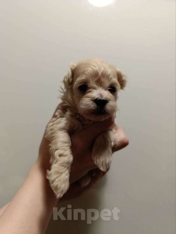 Собаки в Новосибирске: Мальтипу Мальчик, 90 000 руб. - фото 3