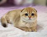 Кошки в Севастополе: Шотландская вислоухая Девочка, 40 000 руб. - фото 1