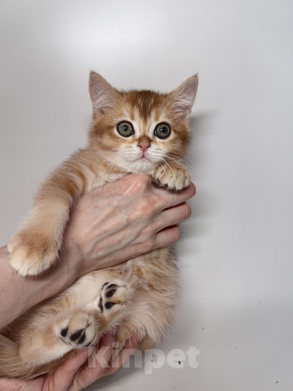 Кошки в Москве: Шотландский котик золотая шиншилла  Мальчик, 30 000 руб. - фото 4
