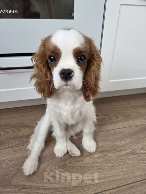 Собаки в Новосибирске: Кавалер кинг-чарльз-спаниель, щенок Мальчик, 70 000 руб. - фото 5