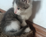 Кошки в Краснодаре: Котики Мальчик, Бесплатно - фото 3