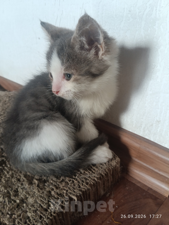 Кошки в Краснодаре: Котики Мальчик, Бесплатно - фото 3