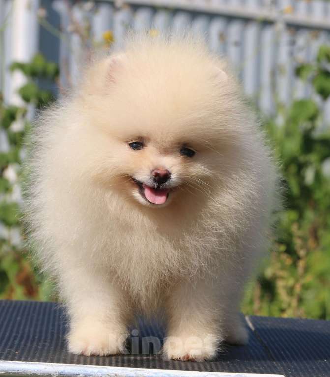 Собаки в Москве: померанский шпиц  Мальчик, 50 000 руб. - фото 2