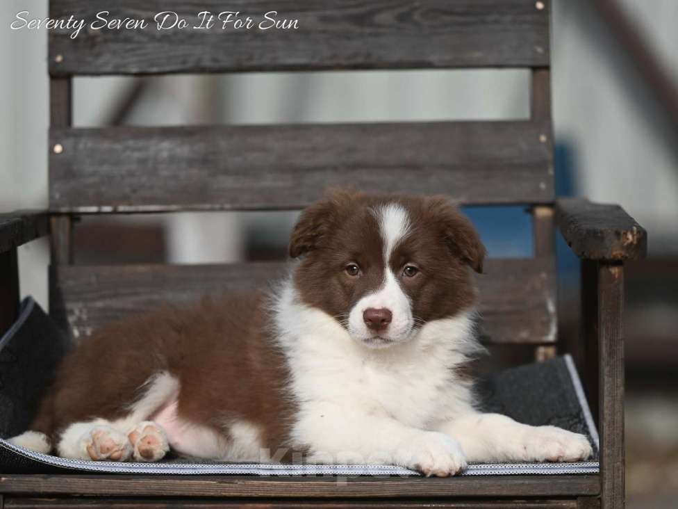 Собаки в Москве: Щенки бордер колли Девочка, 100 000 руб. - фото 1