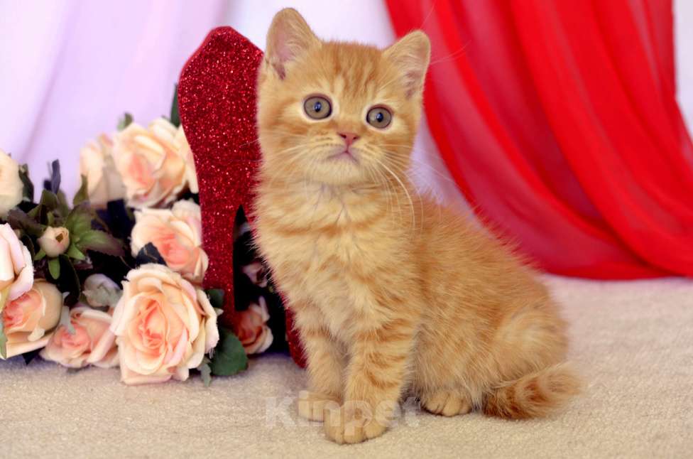 Кошки в Санкт-Петербурге: Британский солнечный котик  Мальчик, 45 000 руб. - фото 3