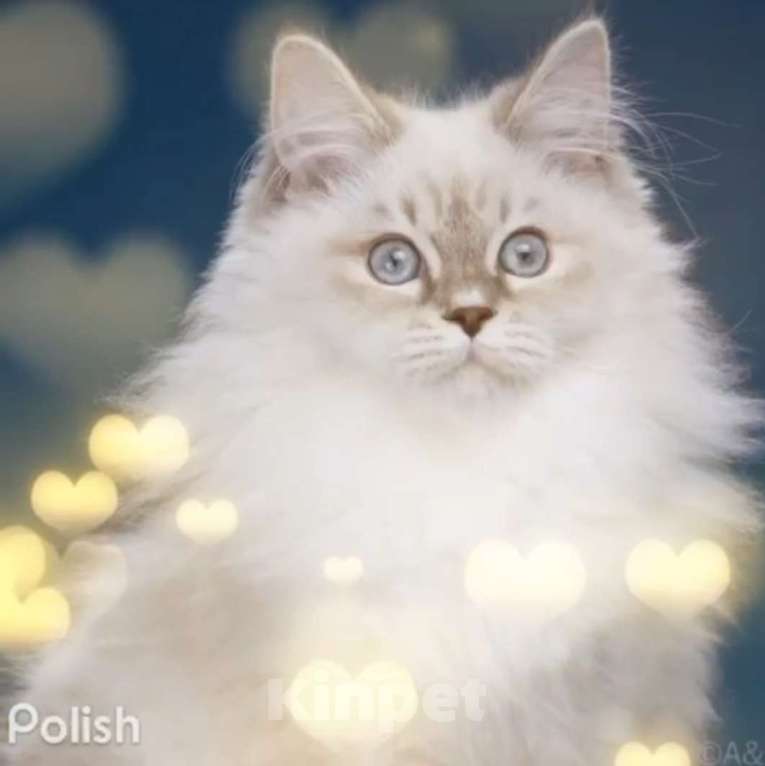 Кошки в Москве: Сибирские ( Невские маскарадные котята) Девочка, 70 000 руб. - фото 1