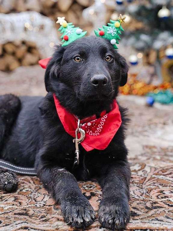 Собаки в Москве: Ищет дом очаровательный щенок-подросток Мишутка Мальчик, Бесплатно - фото 3