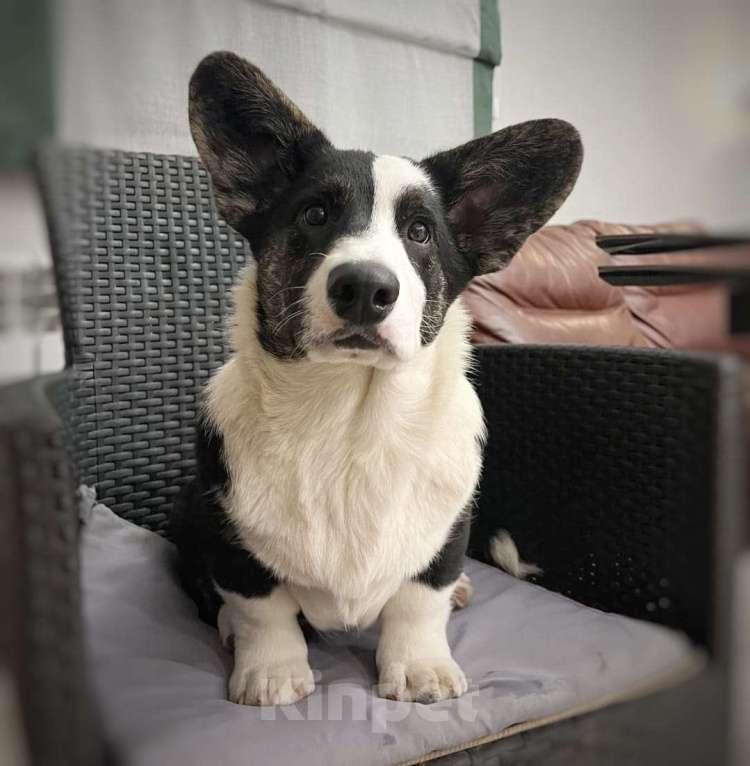 Собаки в Саратове: Вельш Корги Кардиган щенок мальчик Мальчик, Бесплатно - фото 1