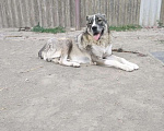 Собаки в Шахте: продам щенка алабая Девочка, 30 000 руб. - фото 6