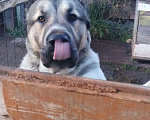 Собаки в Угличе: Кабель для вязки, 2 000 руб. - фото 2