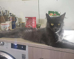 Кошки в Теберде: Мейн Кун, 20 000 руб. - фото 2