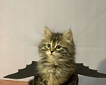 Кошки в Перми: Сибирский котенок Мальчик, 35 000 руб. - фото 2