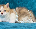 Кошки в Люберцах: Британский котенок Девочка, 55 000 руб. - фото 6