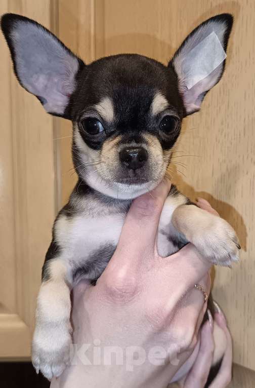 Собаки в Москве: Щенок чихуахуа мальчик Мальчик, 50 000 руб. - фото 3