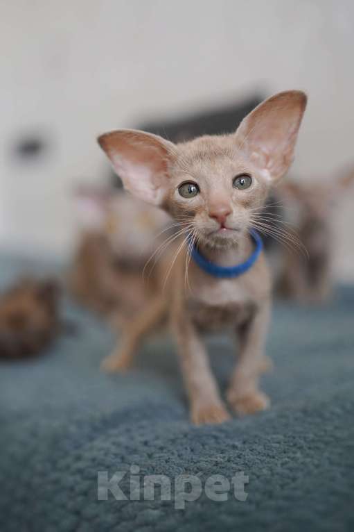 Кошки в Ростове-на-Дону: Ориентальная девочка фавн Девочка, 60 000 руб. - фото 4