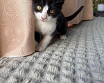 Кошки в Волгограде: Котята в добрые руки Девочка, Бесплатно - фото 2