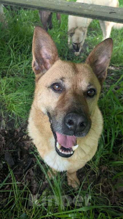 Собаки в других городах Краснодарского края: 3лапый метис корги в дар с доставкой  Мальчик, Бесплатно - фото 3