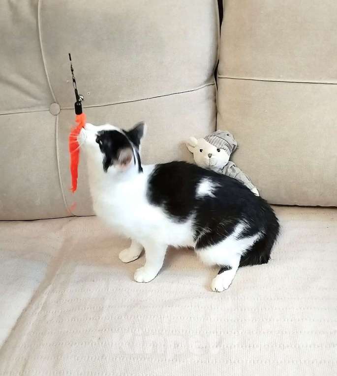 Кошки в Санкт-Петербурге: Компанейская девчушка Лирочка Девочка, Бесплатно - фото 2