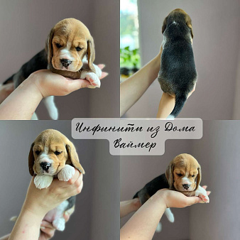 Бигль Щенки