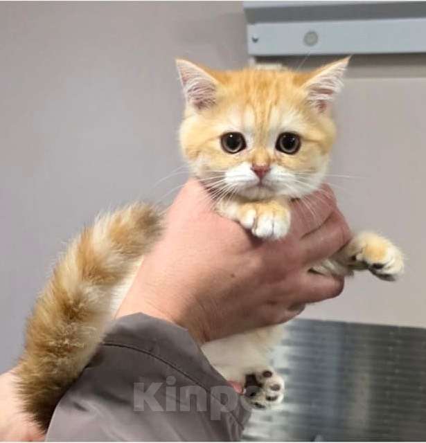Кошки в Москве: Клубный шотландский прямоухий мальчик в поисках семьи. Мальчик, 15 000 руб. - фото 1