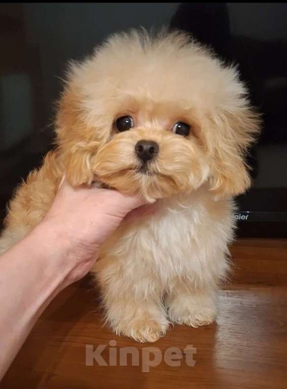 Собаки в Москве: Мальтипу ф1 микро девочка  Девочка, Бесплатно - фото 4