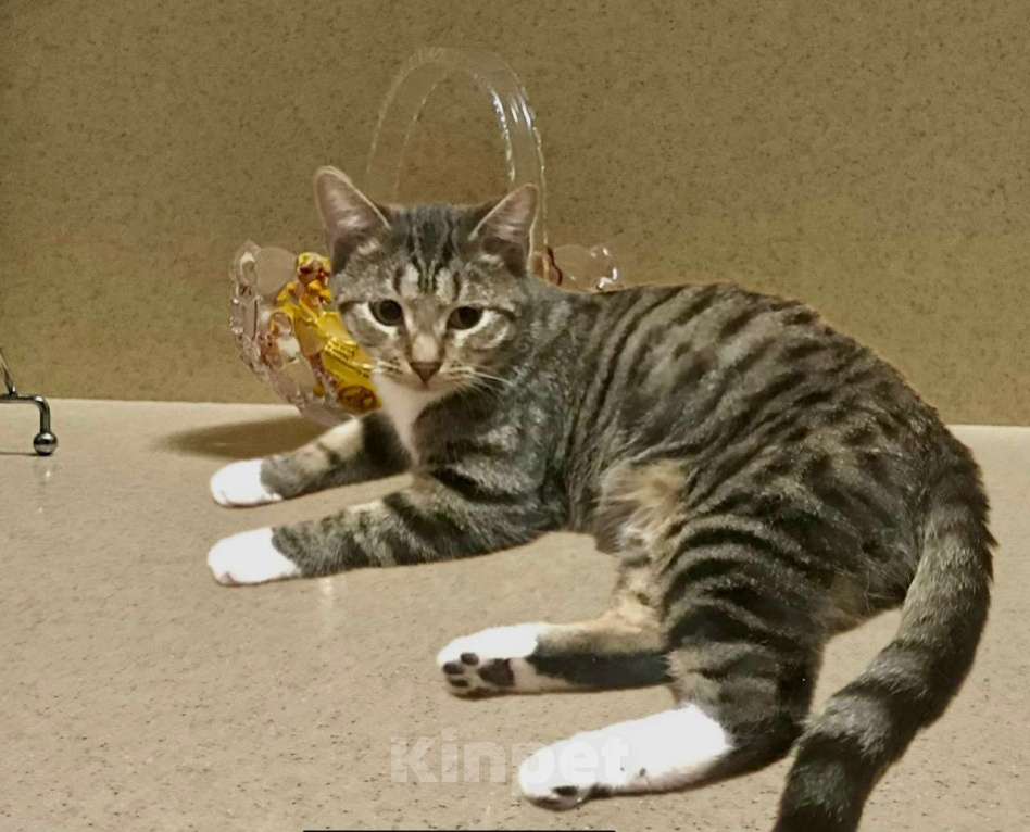 Кошки в Санкт-Петербурге: Котик Тигруля 8 мес, стерилизован Мальчик, Бесплатно - фото 6