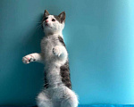 Кошки в Санкт-Петербурге: Маленький нежный котёнок Девочка, Бесплатно - фото 4