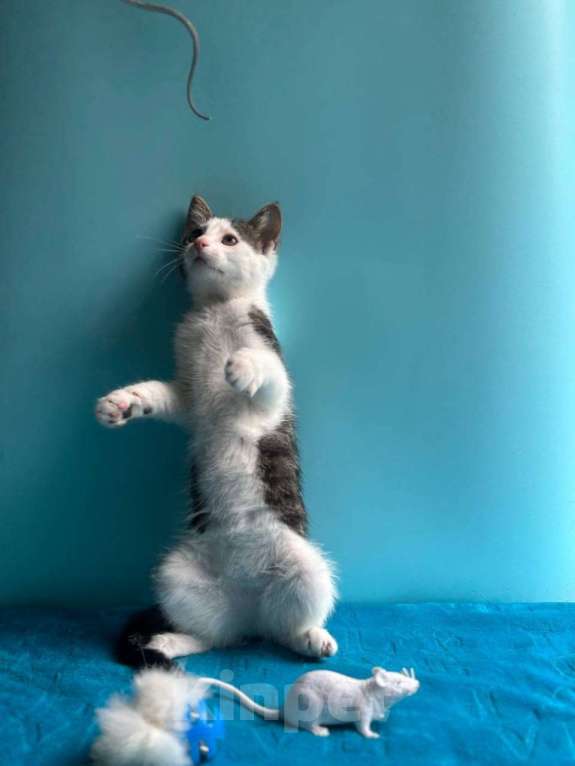 Кошки в Санкт-Петербурге: Маленький нежный котёнок Девочка, Бесплатно - фото 4