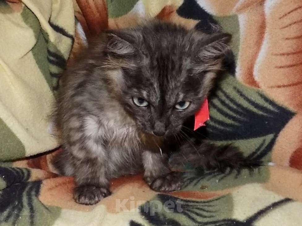 Кошки в Москве: Ojos Azules, девочка непоинтового окраса Девочка, 30 000 руб. - фото 4