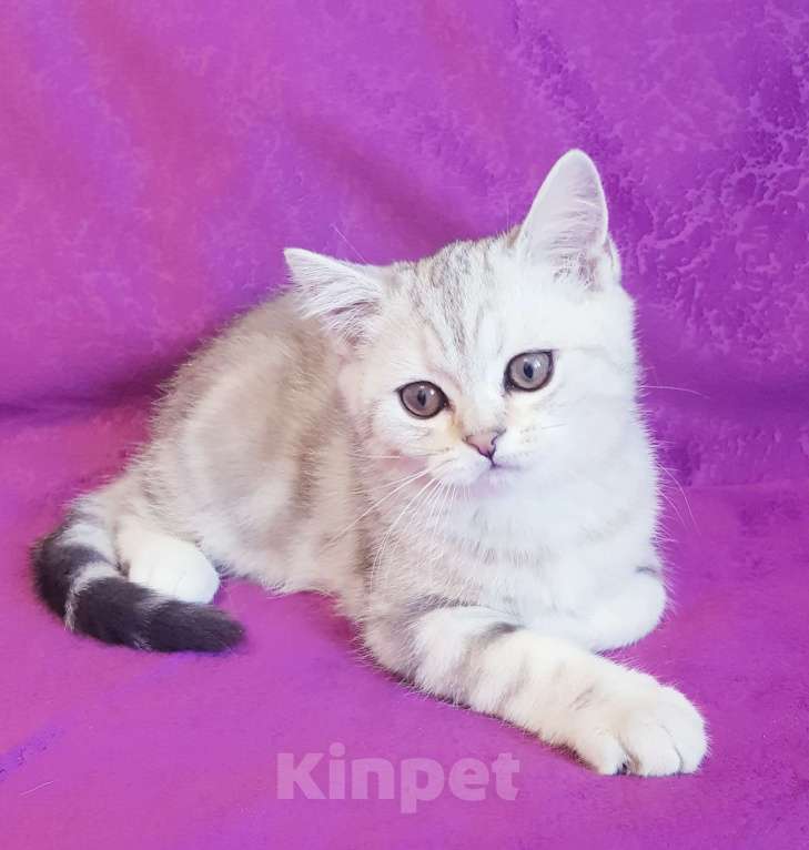 Кошки в Санкт-Петербурге: Котята Шотландской кошки Мальчик, Бесплатно - фото 4