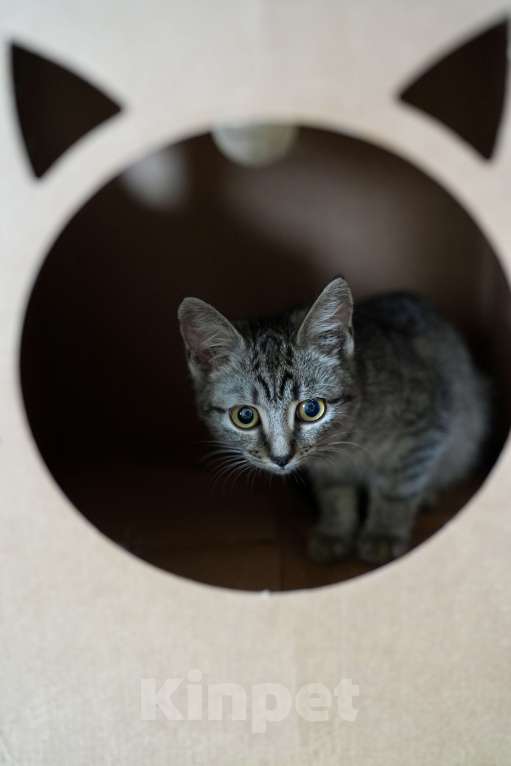 Кошки в Москве: Малышка Мелисса ищет семью Девочка, Бесплатно - фото 7