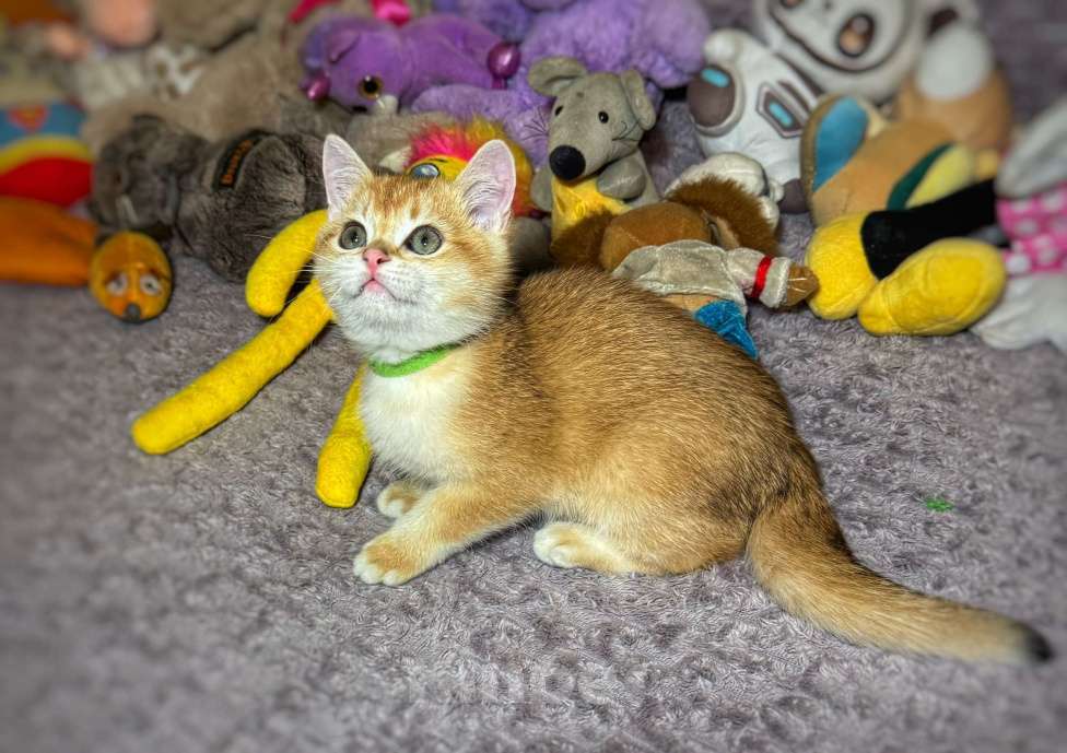 Кошки в Абакане: Мальчик2 золотая шиншилла  Мальчик, 50 000 руб. - фото 2