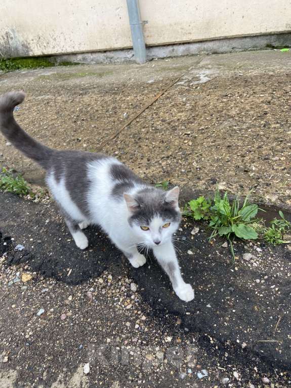 Кошки в Москве: Кот Мурзик Мальчик, Бесплатно - фото 4