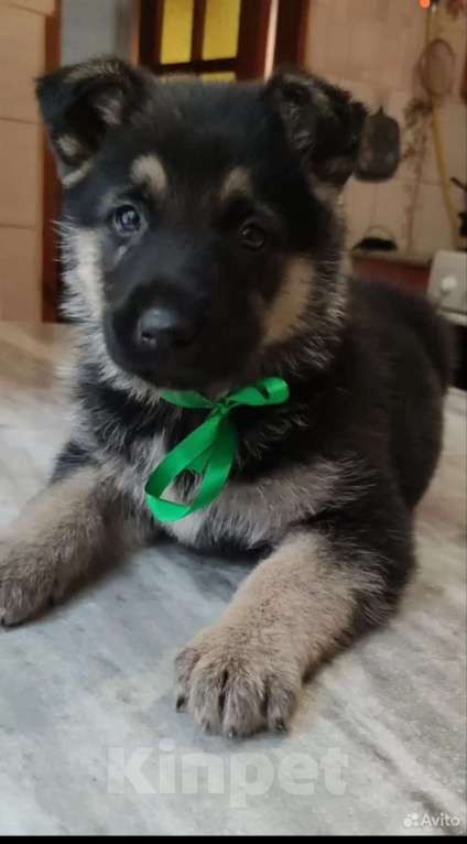 Собаки в Клинцах: Щенки восточно- европейской овчарки Мальчик, 25 000 руб. - фото 1