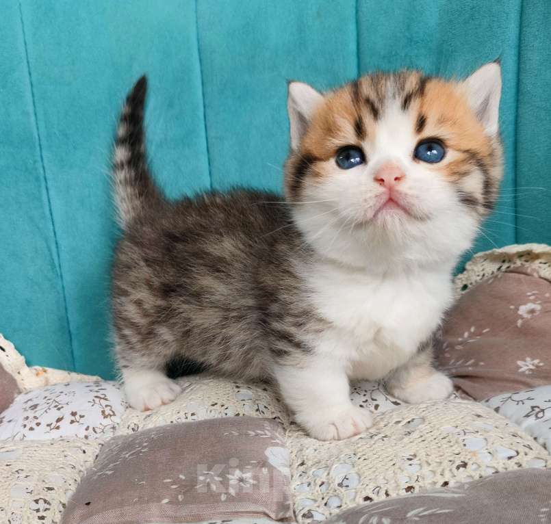 Кошки в Воронеже: Манчкин мальчик Мальчик, 50 000 руб. - фото 4