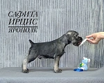 Собаки в других городах Омской области: Щенок миттельшнауцера Ярополк Мальчик, 45 руб. - фото 2