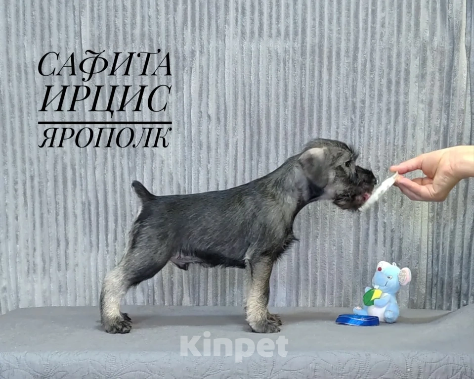 Собаки в других городах Омской области: Щенок миттельшнауцера Ярополк Мальчик, 45 руб. - фото 2